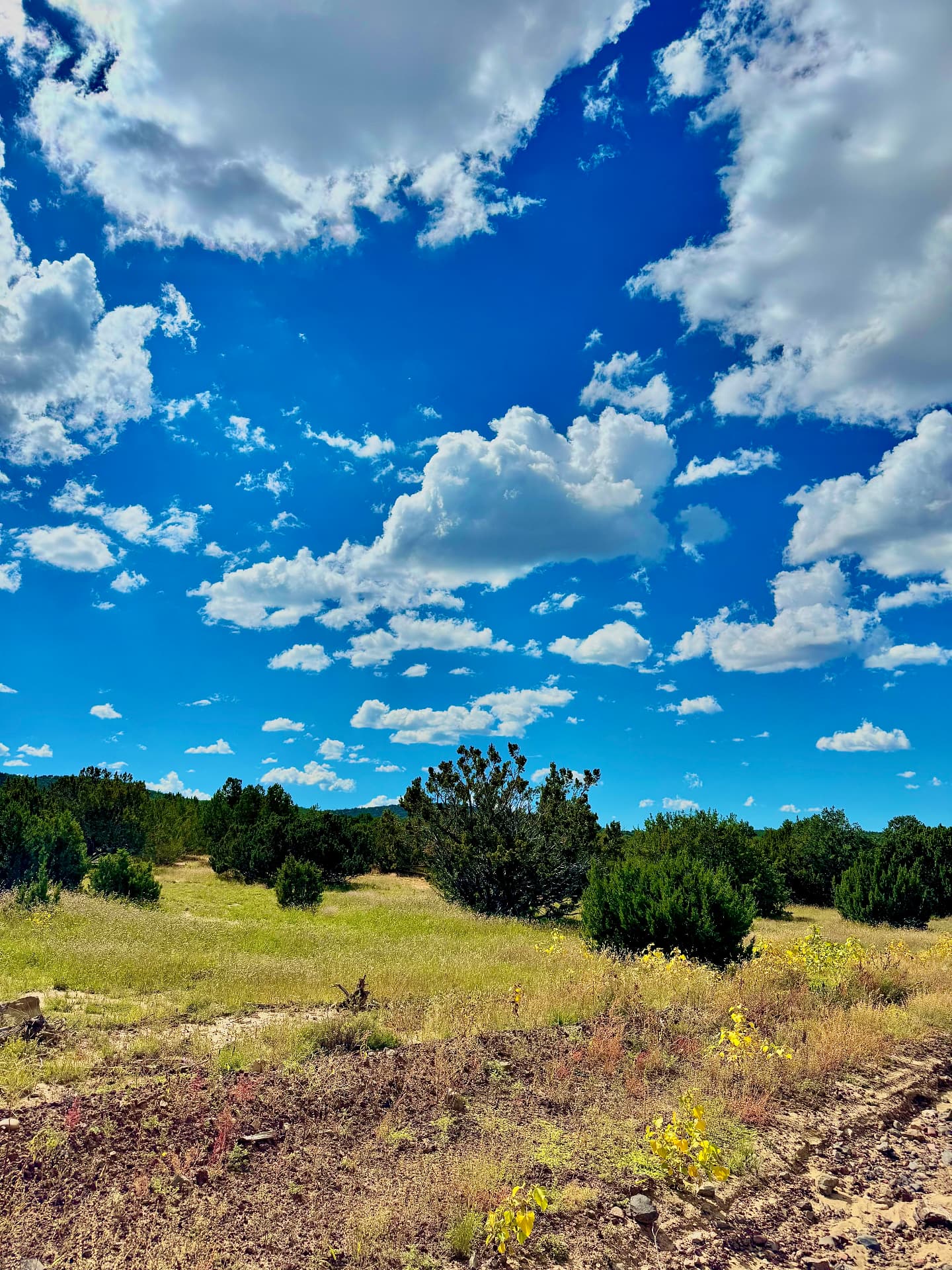 Yellow wildflowers and dry grasses at the dirt edge of the parcel giving way to a sunlit clearing