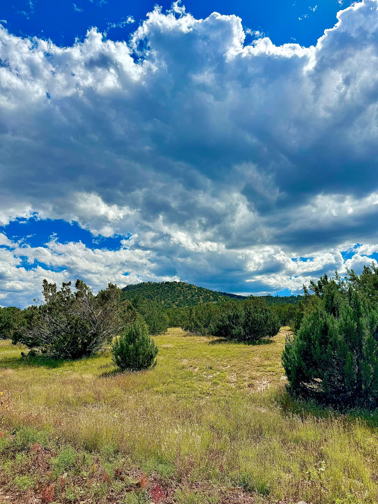 Open juniper-dotted clearing on the Park Show Low Unit 2 parcel near Concho, Arizona under a cloud-filled sky