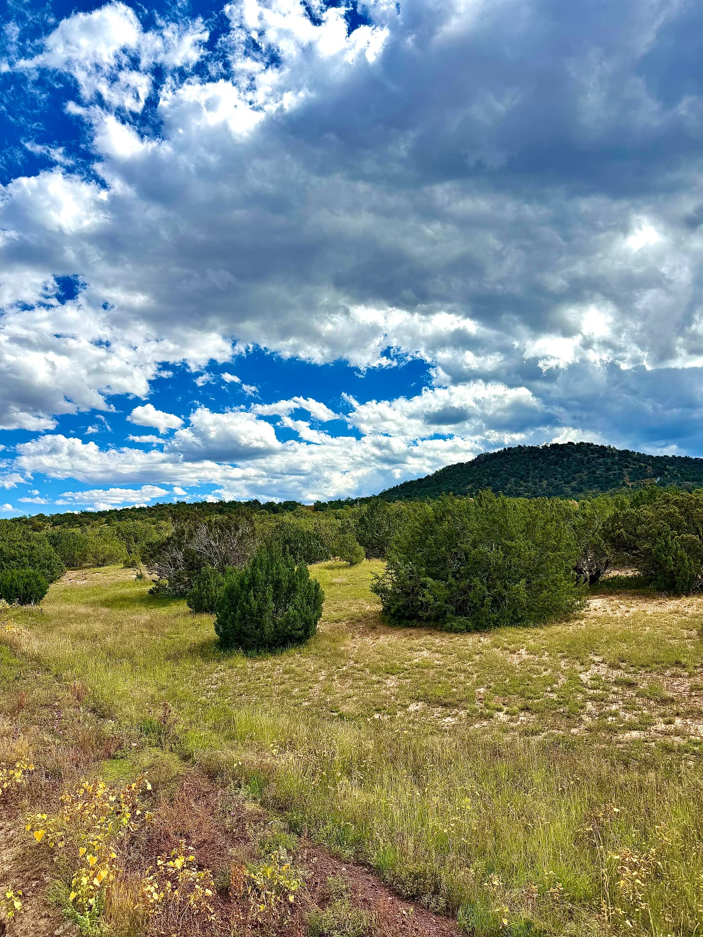Native grasses and scattered junipers sloping toward a tree-covered hill on the County Road 3043 parcel