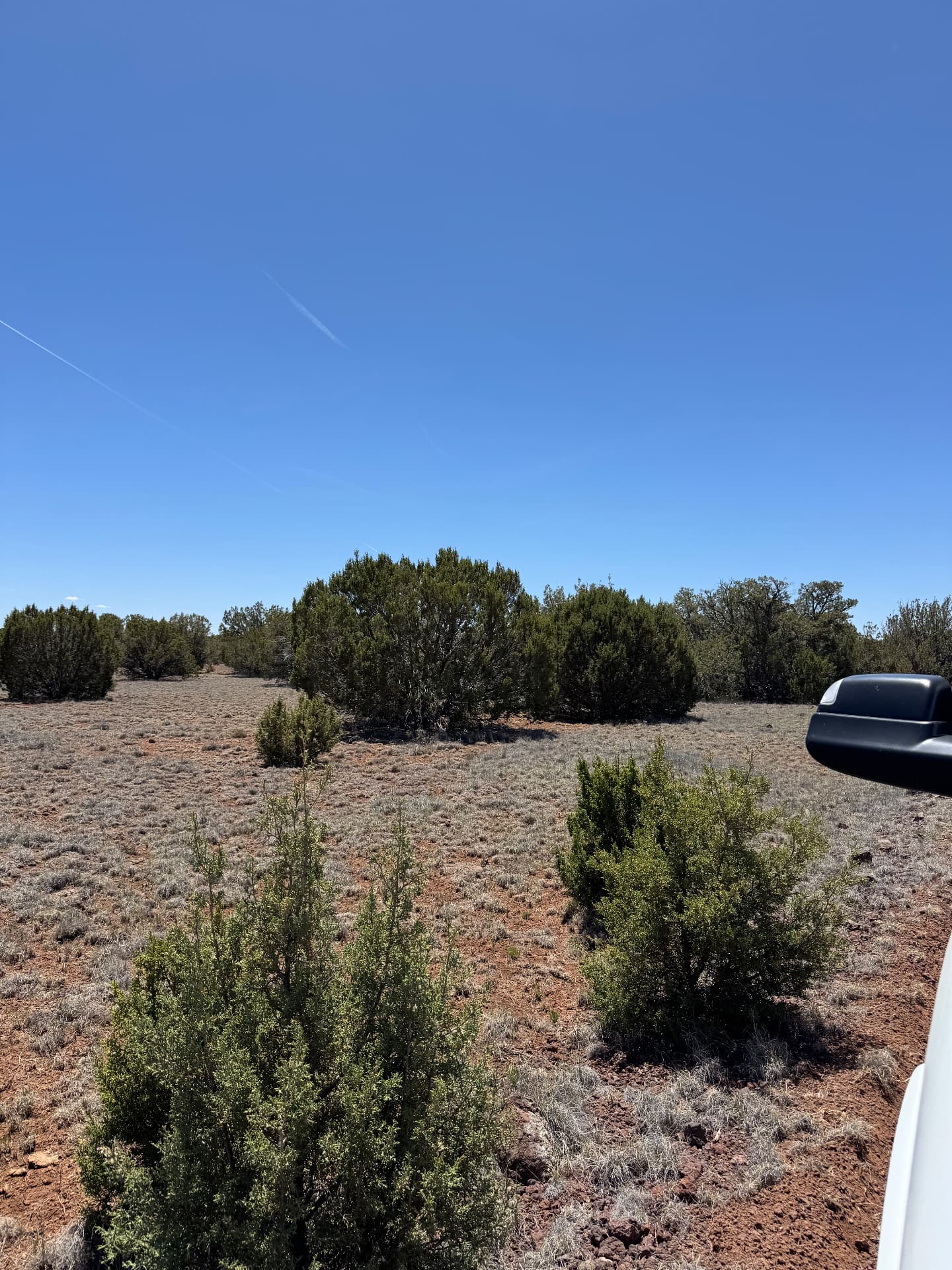 Level building area with young junipers on Lot #11, truck parked at the edge