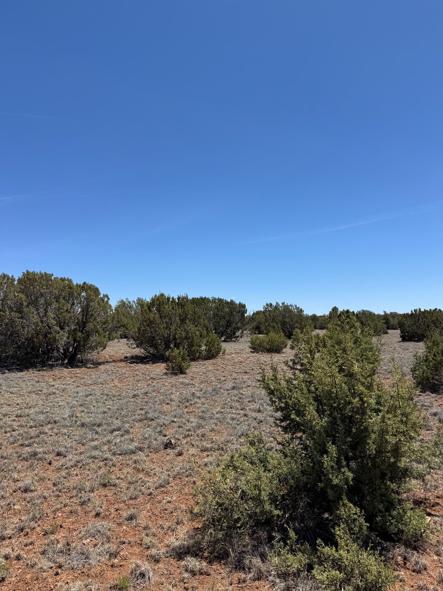 Open juniper-dotted meadow on the Show Low Pines Unit 5 parcel