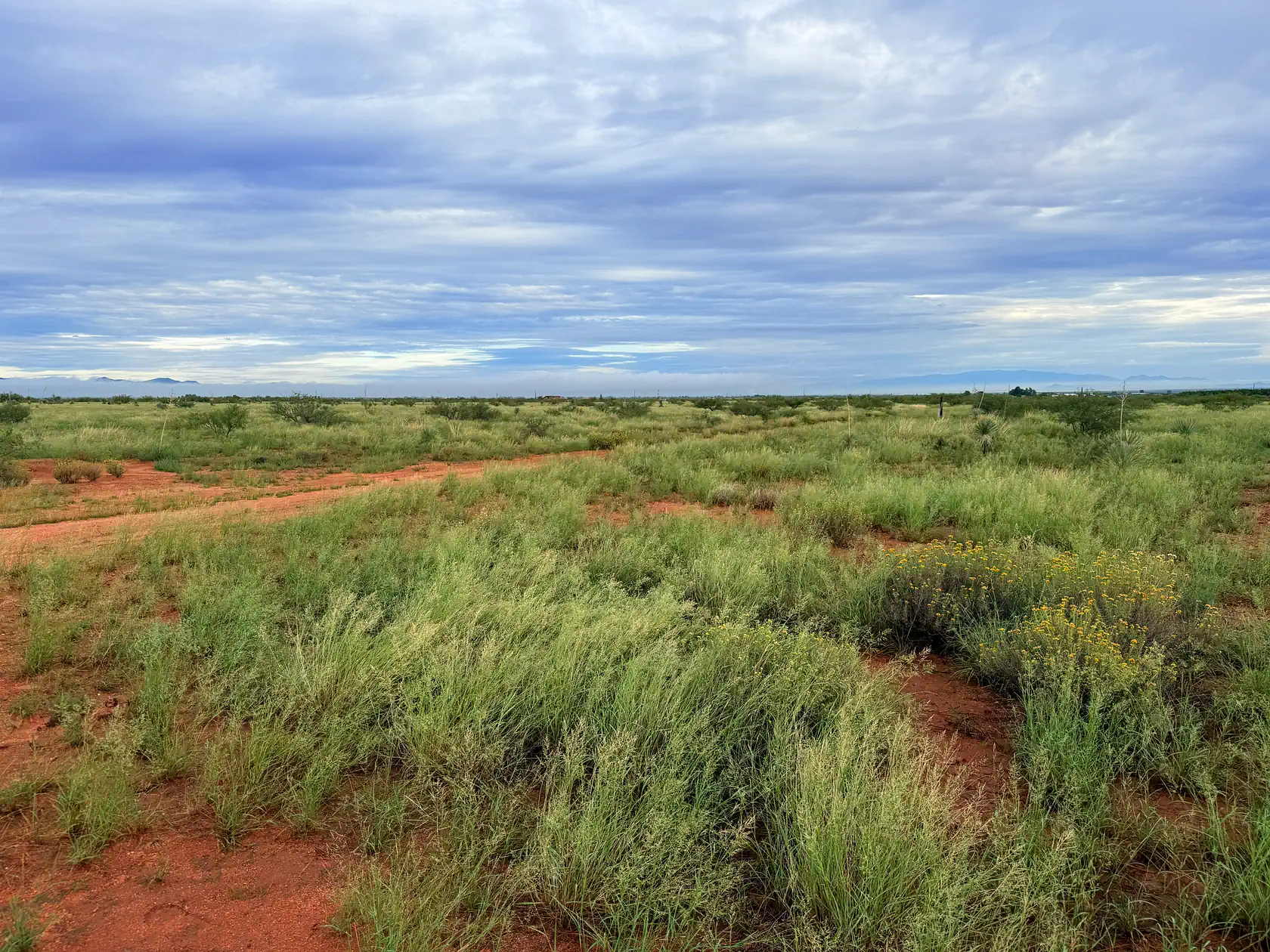 Red desert dirt with yellow wildflowers and green native grasses covering the Arizona Sun Sites parcel near Sunsites, Arizona