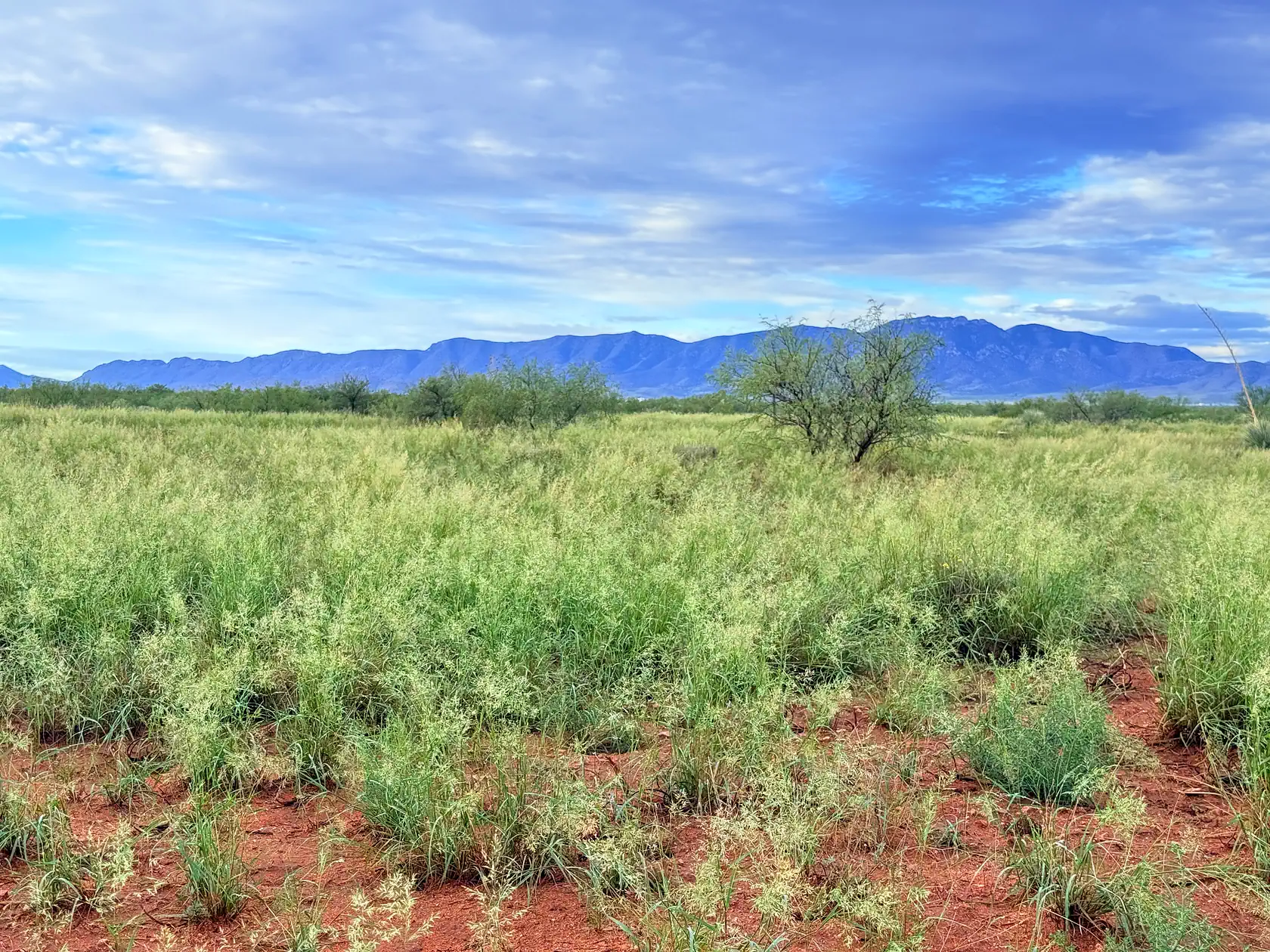 A lone mesquite tree on native grassland with a long mountain range behind the Arizona Sun Sites lot